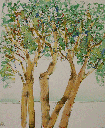 Arbutus Trees